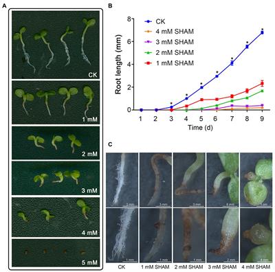 Alternative Oxidase Inhibition Impairs Tobacco Root Development and Root Hair Formation